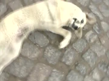 けつしゅう -中東/トルコ編⑤-１-