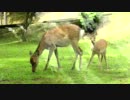 鹿の授乳風景、奈良公園（Mom deer breast feeding in Nara Park Japan）