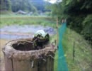 畑で見つけたカエルたち2