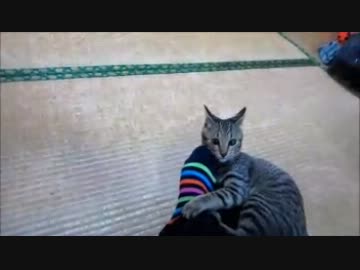 ぬこが遊んでるだけの動画