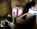 うちのこねこ43：ねこハウスがよろこんで