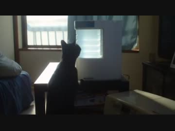 加湿器が気になる猫