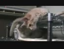 くぅなゆ03　くぅの尻尾にじゃれるなゆ