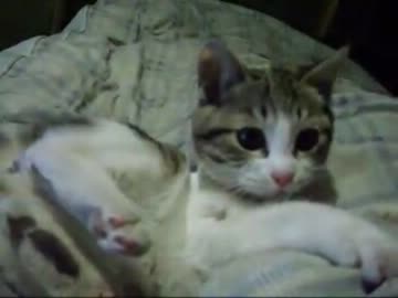 【ぬこ】みけねこを保護しました
