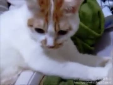 【夜な夜な猫集会】一心不乱にうどんをこねる猫