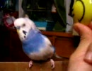 セキセイインコ・うちのマル坊のツボ
