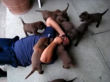 9匹の子犬に埋もれて幸せの叫び