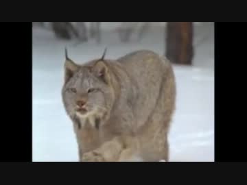 手足みて笑わないでください。　カナダオオヤマネコ