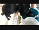 猫って変なとこの水飲むよね。