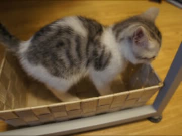 ツンギレのうちの猫が一歳になった