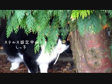 うｐ主喜び庭駆け回り猫は庭で目を丸くする