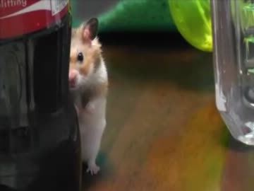 ハムスターはミタ