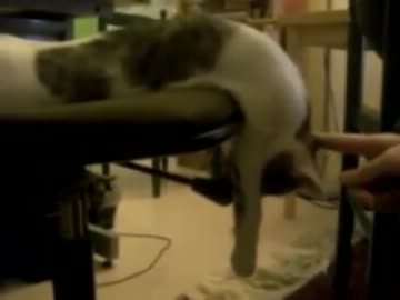 ぐでーんなネコ