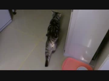 猫って生意気だけどそれが可愛い【アメショのイヴちゃん】