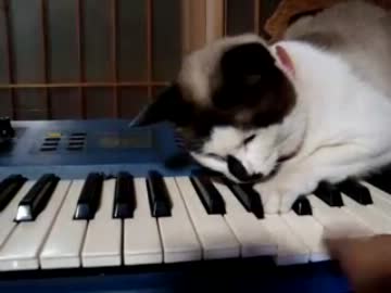 【ぬこ】鍵盤猫