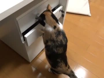 引き出しを開ける猫