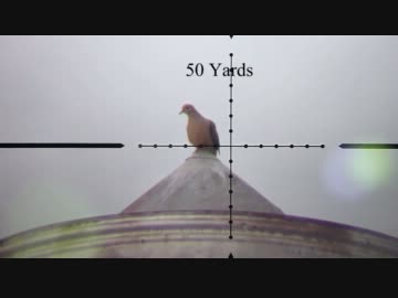 空気銃での害鳥駆除