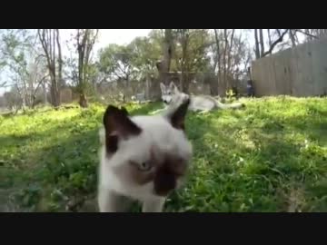 子ネコを飼育するオオカミのお母さん