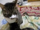 はじめての猫飼い034 ～後半どうしてこうなった～