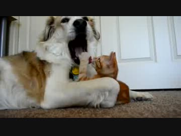 犬の舌に猫パンチした子猫
