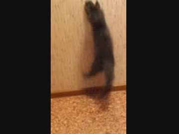 壁紙の破れた部分にジャンプを繰り返し行う子猫たち