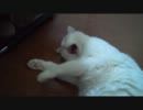 しろたぬこがグーパーしてたよ