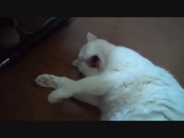 しろたぬこがグーパーしてたよ