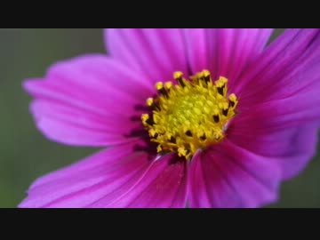 【歌ってみた】秋桜【昭和録音】