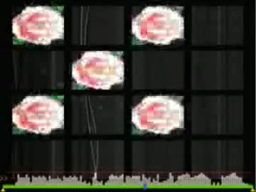 【jubeat analyser】Beautiful survivor / DOPING PANDA