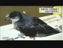 新種の鳥 小笠原諸島で生息か