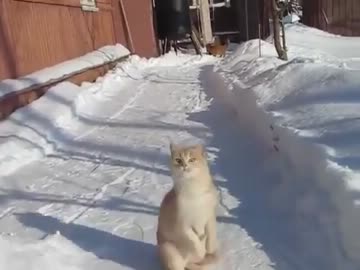【雪合戦】　体を張って雪を受け止める猫