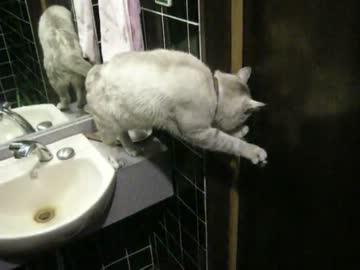 トイレのドアをあける猫
