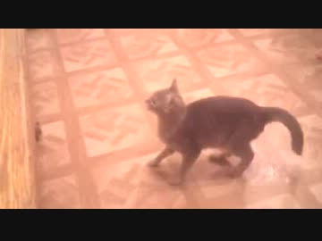 ジャンプに気負い過ぎてカッコ悪く失敗したネコ