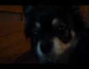 【犬ｓ（Dogs）】手袋を与えたらウニャウニャ言い出した