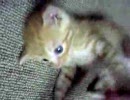 母ネコに置いてかれたぬこ(´･ω･｀)