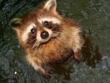 【MUGEN】大規模！作品別 成長ランセレサバイバルバトルpart26