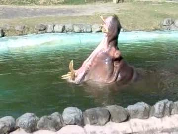 白浜旅行記録・アドベンチャーワールド編10