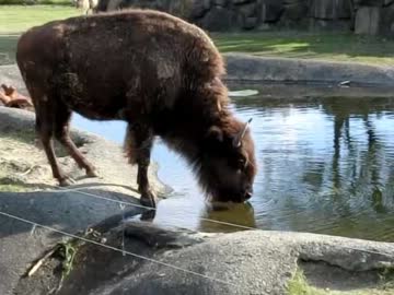 白浜旅行記録・アドベンチャーワールド編11
