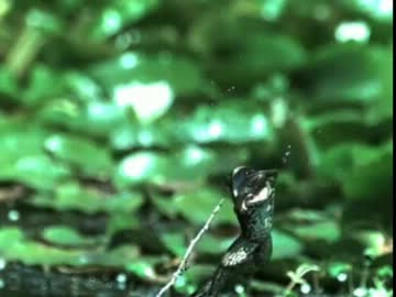 獲物を獲った・・・・・・つもりのカエルが可愛すぎる。