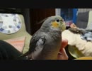 オカメインコの初めん棒