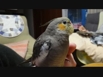 オカメインコの初めん棒