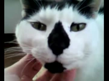 家の猫のアゴをひたすら撫でてみた。