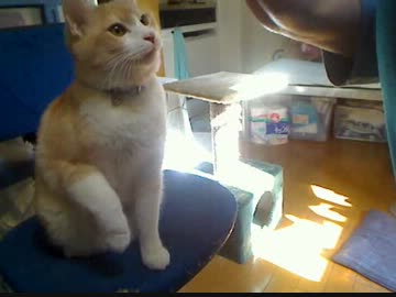 くまちゃんのてしてし②