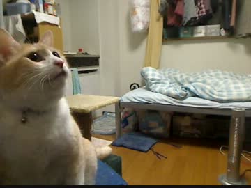 グルメじゃないくまちゃん
