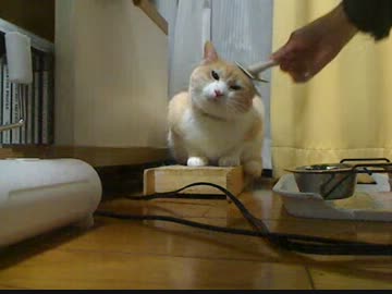 ゴッシュさんのくまちゃんブラッシング②