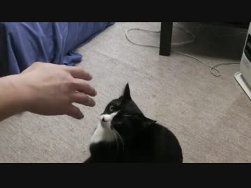 グローブプロレスする猫