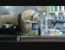つまみ食いする猫