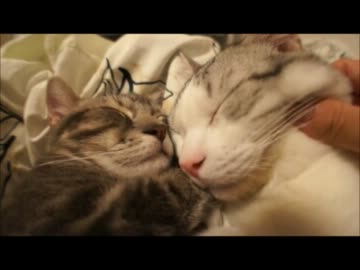 ツンギレのうちの猫が舌をしまい忘れている