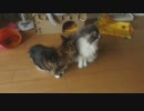 みんなで毛繕い(*'ω'*)