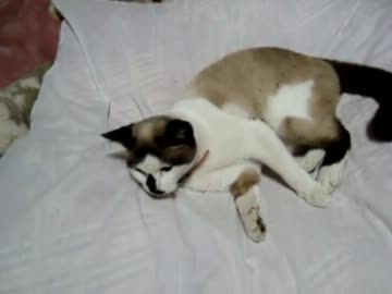 【ぬこ】またたび猫